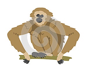 Gibbon Monkey as Arboreal Herbivorous Ape Sitting on Tree Branch Vector Illustration