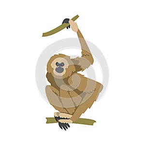 Gibbon Monkey as Arboreal Herbivorous Ape Sitting on Tree Branch Vector Illustration