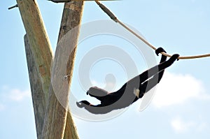 Gibbon monkey (Nomascus) swinging on rope