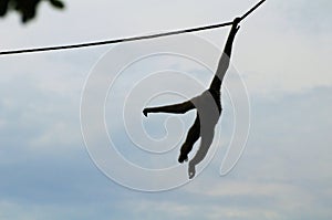 Gibbon monkey rope blue sky