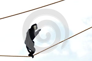 Gibbon monkey walking on rope