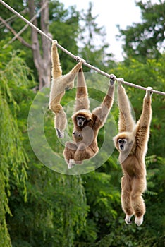 Gibbon monkeys