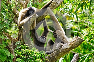 Gibbon monkeys