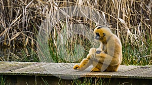 Gibbon mother holding her new born infant, primates with babys