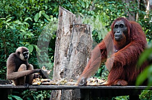 Gibbon and a Orangutang sitting eating together