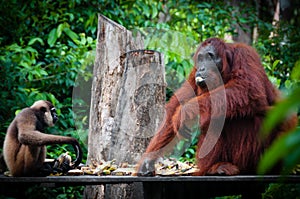 Gibbon and a Orangutang sitting eating together