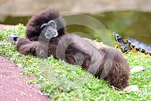 Gibbon portrait