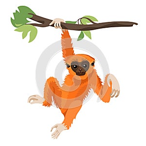 Gibbon primate mammal. Monkey in wildlife. Vector