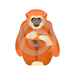 Gibbon primate mammal. Monkey in wildlife. Vector