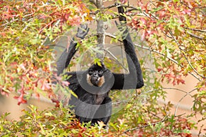 A Gibbon rests in a tree