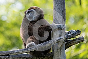 Gibbon sitting on a plattform looking to his side contemplating