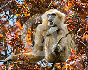 Gibbon sitting in tree