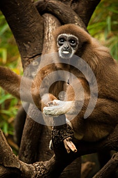 Gibbon