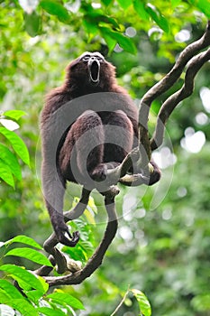 Gibbon vocal display