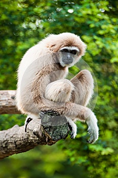 Gibbon in zoo