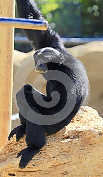 Gibbons ape black