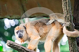 Gibbons ape or monkey Hylobatidae while carrying and taking care