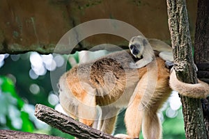 Gibbons ape or monkey Hylobatidae while carrying and taking care