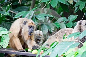 Gibbons ape or monkey Hylobatidae while carrying and taking care