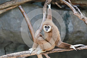 Gibbons on branch. photo
