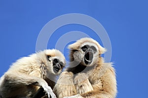 Gibbons