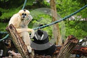 Gibbons sit on the timber