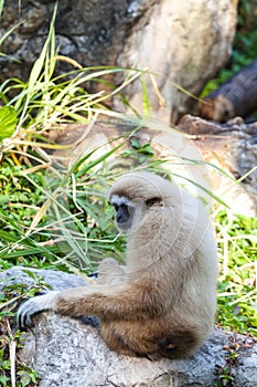 Gibbons on stone