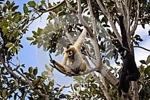 Gibbons in a tree photo