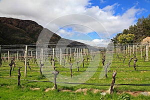 Gibbston Valley Winery