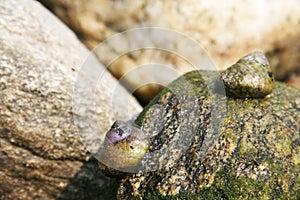 Gibbula Divaricata snails