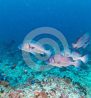 Gibbus sweetlips (Plectorhinchus gibbosus)