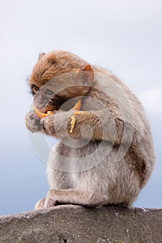 Gibraltar ape