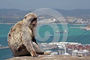 Gibraltar apes