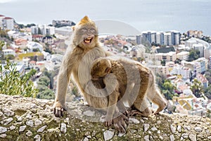 Gibraltar Apes photo