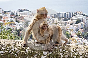 Gibraltar Apes photo