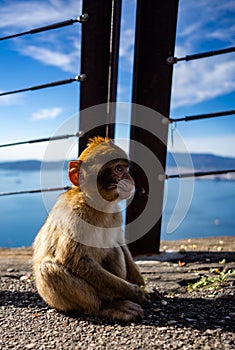 Gibraltar Barbary Ape
