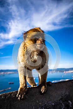 Gibraltar Barbary Ape