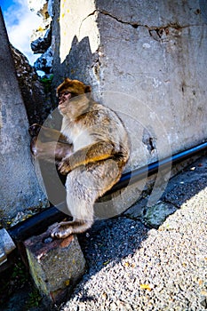 Gibraltar Barbary Ape