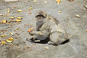 Gibraltar Barbary ape
