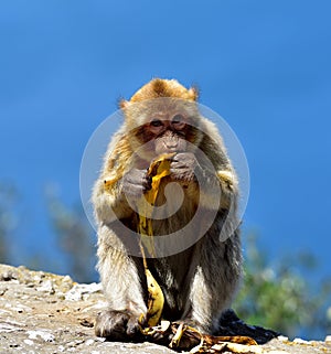 Gibraltar Barbary macaque photo