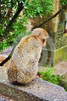 Gibraltar Barbary macaque monkey sitting back to camera on wet cement fence and looking down sadly