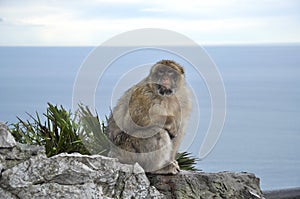 Gibraltar Barbary macaque monkey sitting on cliff rock and looking into camera