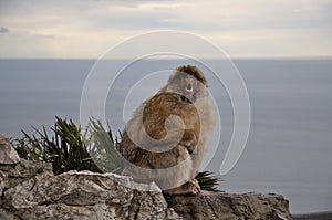 Gibraltar Barbary macaque monkey sitting on cliff rock and yelling with open mouth