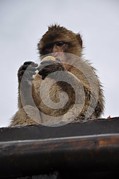 Gibraltar Barbary macaque monkey sitting at rooftop and holding apple fruit in hands ready to eat