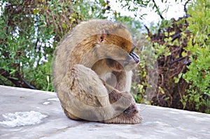 Gibraltar Barbary macaque monkey sitting on wet cement fence and hold its head with monkey hand