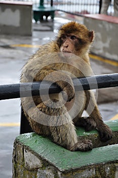 Gibraltar Barbary macaque monkey sitting on wet fence and holding by hand at metal railing