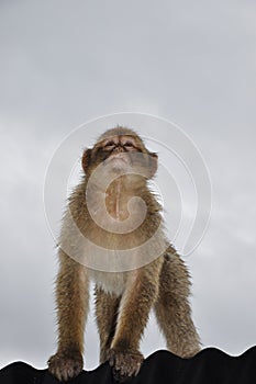 Gibraltar Barbary macaque monkey standing at rooftop and looking up