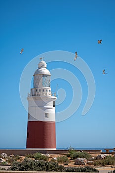 Gibraltar lighthouse, Europa point and accipitridae flying in the sky. photo