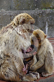 Gibraltar Macaque mother with baby