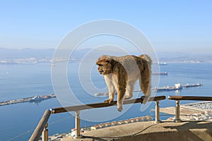 A Gibraltar magot is standing on a fence bar on three legs looking at the sea.